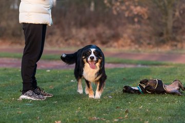 Bild 11 - Hundeshooting